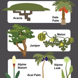 Adaptopia Plants (Digital Vector, 2023)
