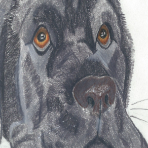Teddy (Colored Pencil, 2018)